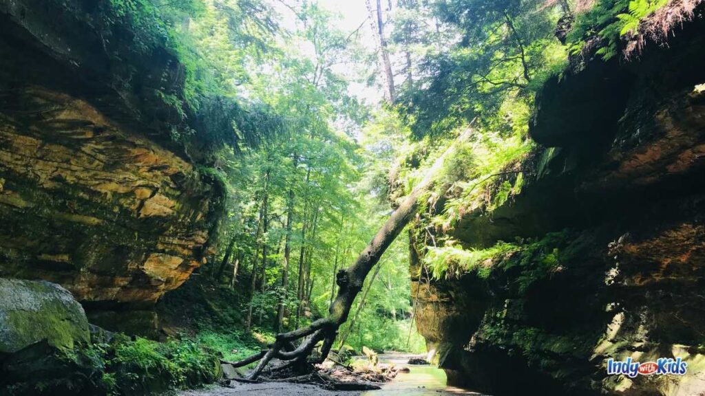 Turkey Run State Park: a beautiful shot taken between two limestone rock formations. lush green trees are in the back and one tree has fallen and leans against on cliff.