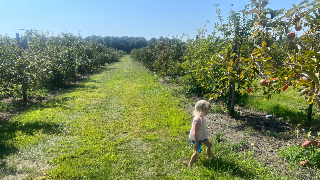 Fair Oaks Farms apple orchard