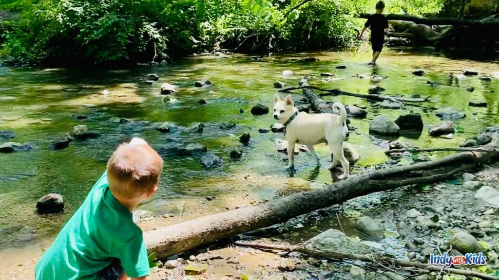 a boy in green crouches down on the side of the creek pointing to his brother playing in the creek. a tree has fallen and lays in the creek and a dog explores in the creek.
