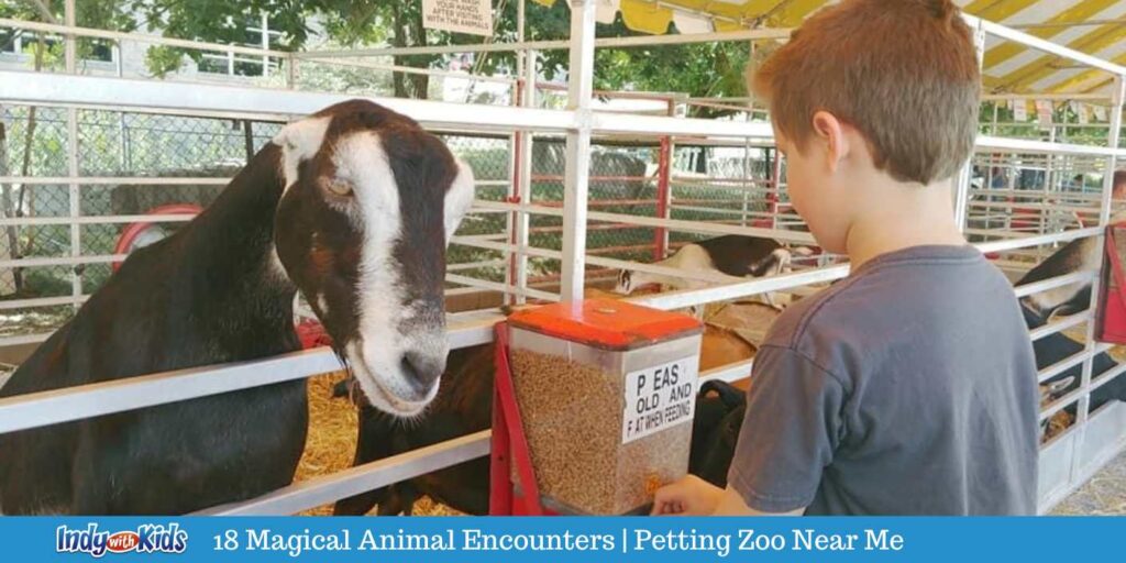 Petting Zoo Near Me | 18 Magical Animal Encounters