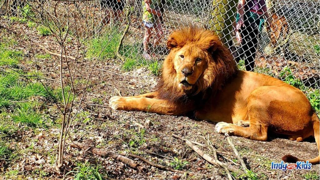 Petting Zoo Near Me | 18 Magical Animal Encounters: a large auburn lion in an enclosure at a zoo