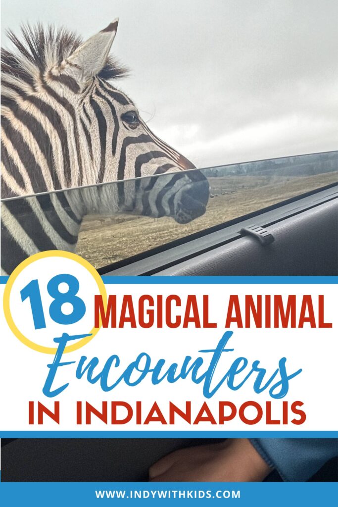 Petting Zoo Near Me | 18 Magical Animal Encounters: 