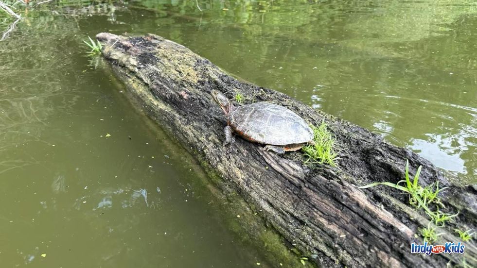 A turtle rests on a log in the lake at Eagle Creek Park. 