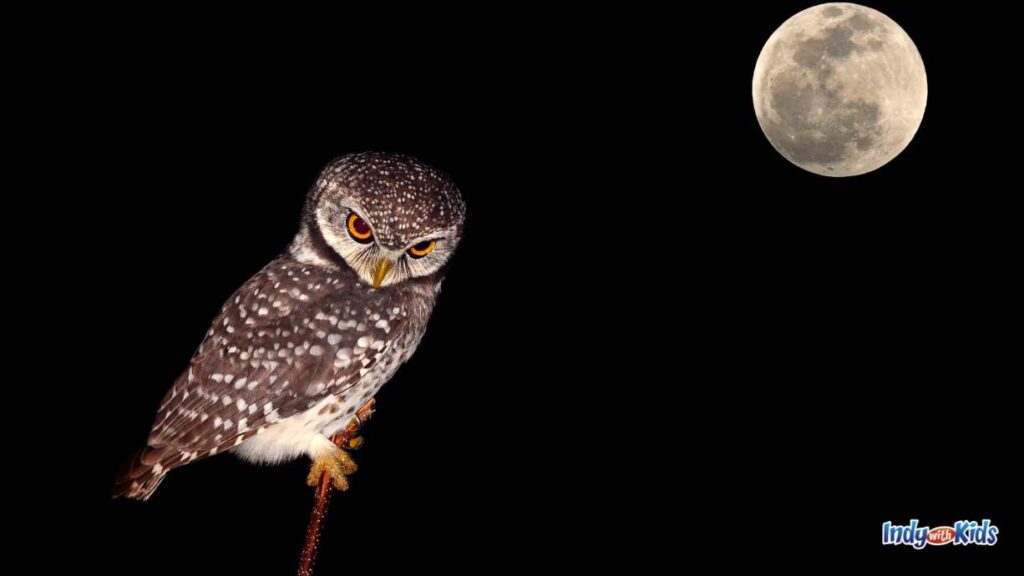 October Animal Encounters: an owl is perched on a branch with a full white moon in the top corner