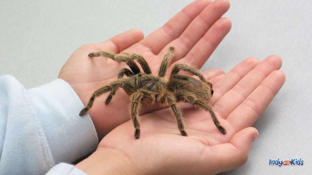 October Animal Encounters: two hands of a child hold a tarantula