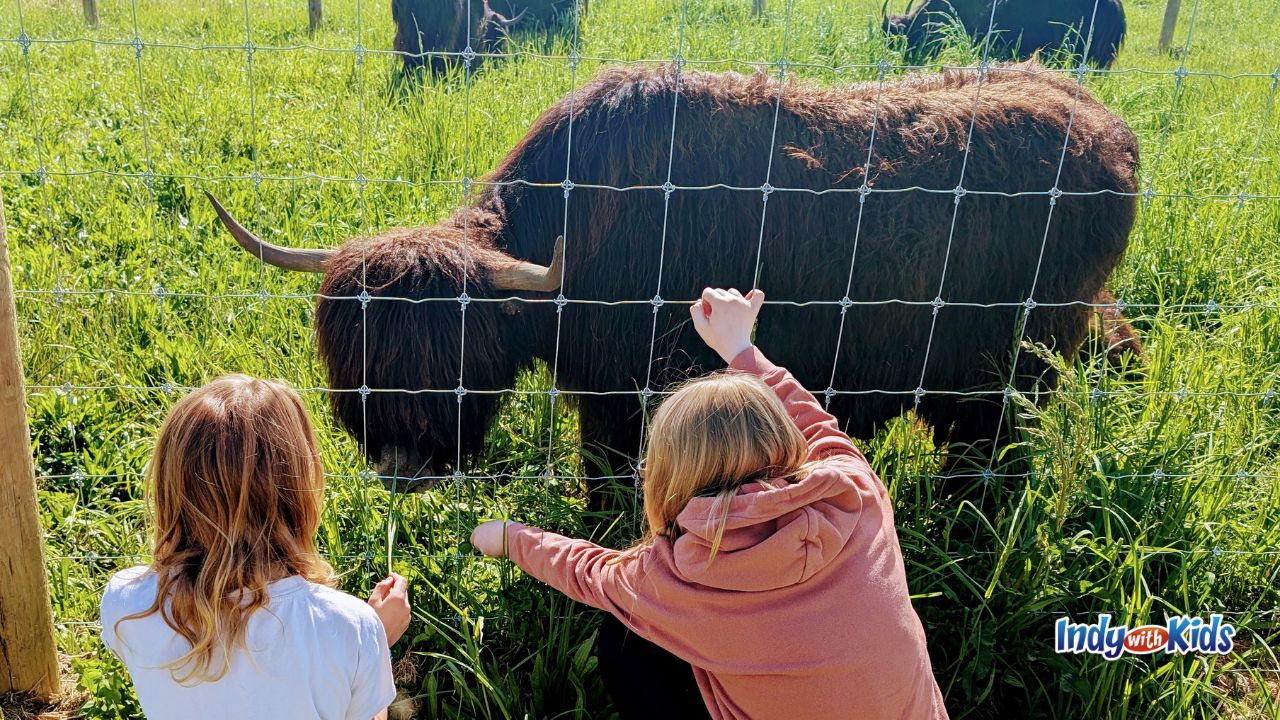 Two girls feed a long-haired yak at Woolly Yak Ranch and Winery in Arcadia, Indiana.