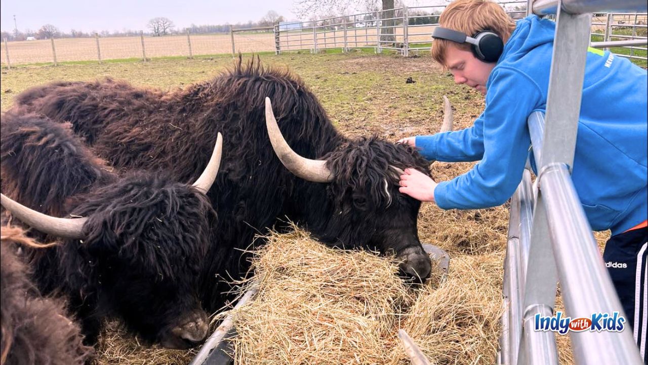 A teen pets a yak at Woolly Yak Ranch and Winery in Arcadia, Indiana.
