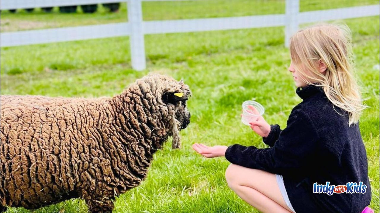 A girl feeds a sheep at at Woolly Yak Ranch and Winery in Arcadia, Indiana.