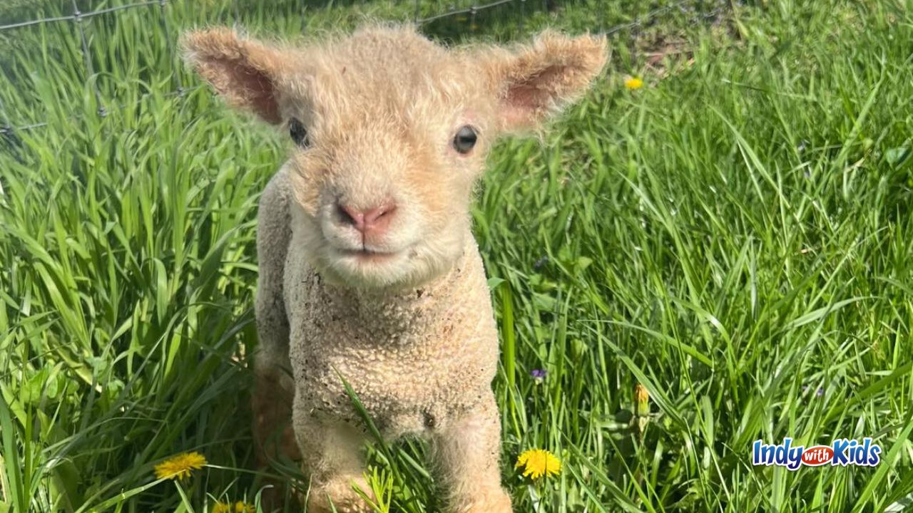 A lamb peers into the camera at Woolly Yak Ranch and Winery in Arcadia, Indiana.