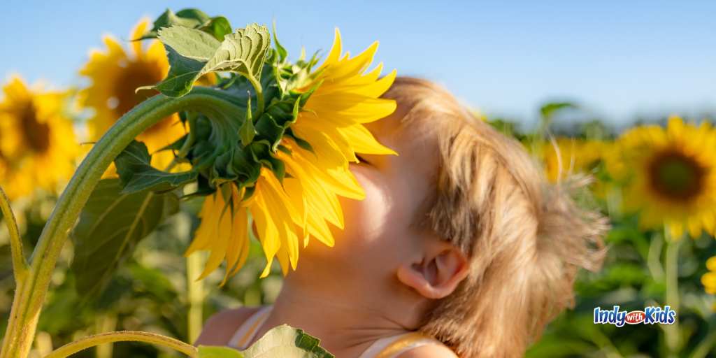 Child smelling a sunflower