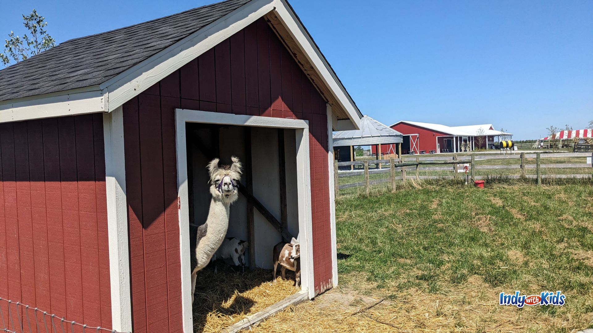 A llama peeks out of a red barn at Tuttle Orchards in Greenfield.