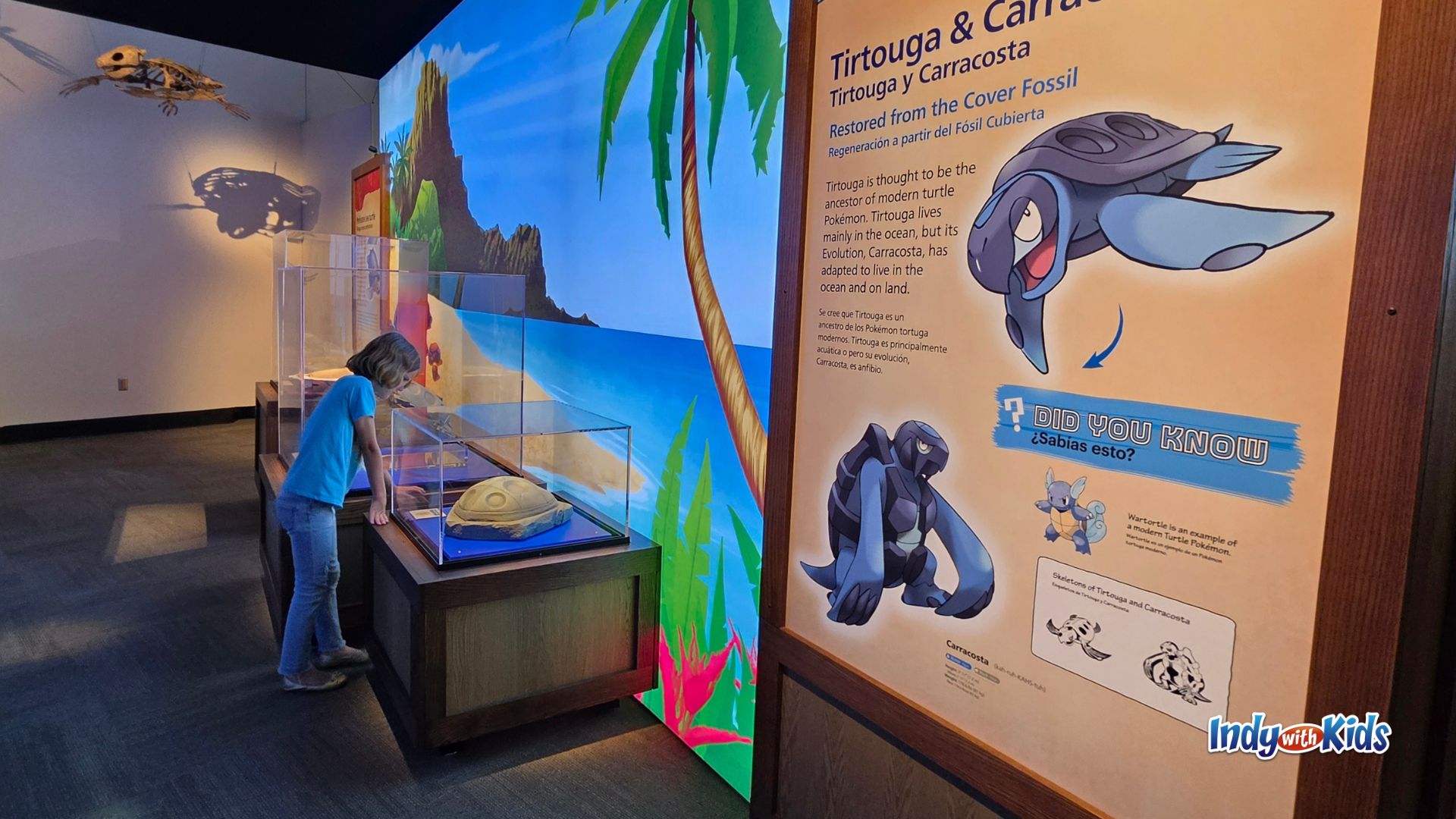 A child looks into a glass display case at a turtle-like fossil model beside a Pokémon Fossil Museum sign comparing Tirtouga and Carracosta to real turtle fossils.